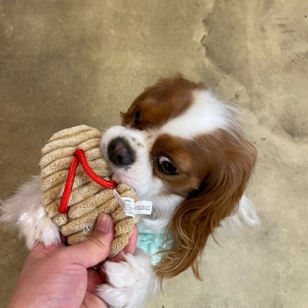 画像6:  【Jennyちゃんお気に入り】 草履 (6)