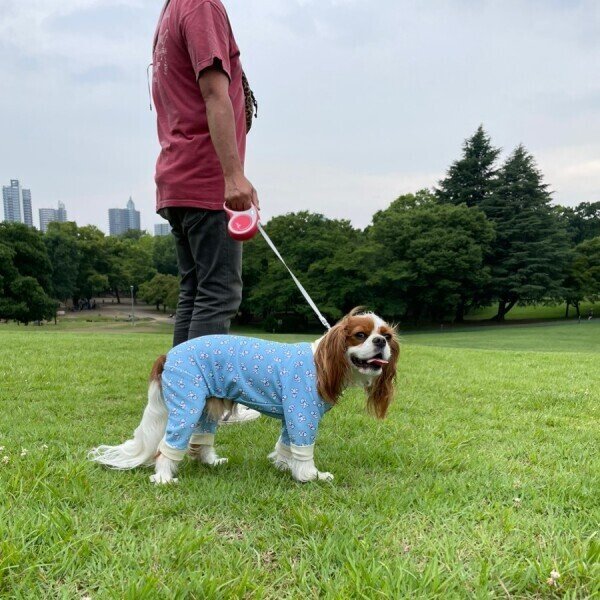 画像5: リード【flexi】伸縮リード :ニューコンフォート (5)