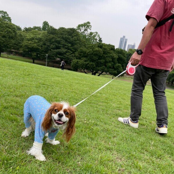 画像3: リード【flexi】伸縮リード :ニューコンフォート (3)