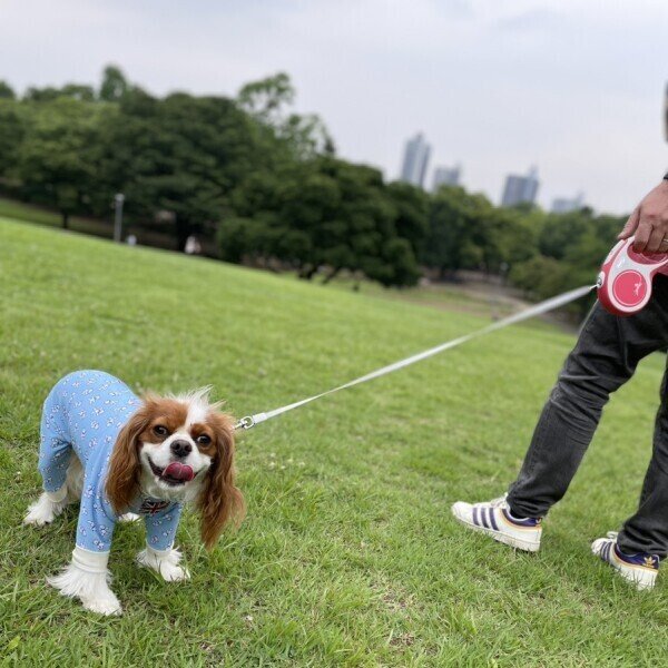 画像4: リード【flexi】伸縮リード :ニューコンフォート (4)