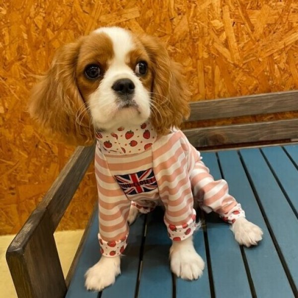 画像5:  10％OFF 【キャバスーツ LIMITED】いちごボーダー (5)