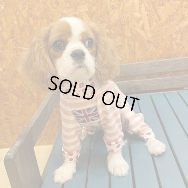 画像5:  10％OFF 【キャバスーツ LIMITED】いちごボーダー (5)