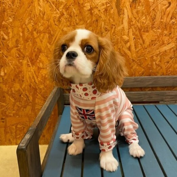 画像3:  10％OFF 【キャバスーツ LIMITED】いちごボーダー (3)