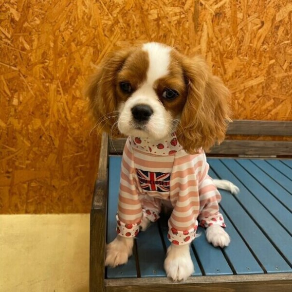 画像4:  10％OFF 【キャバスーツ LIMITED】いちごボーダー (4)