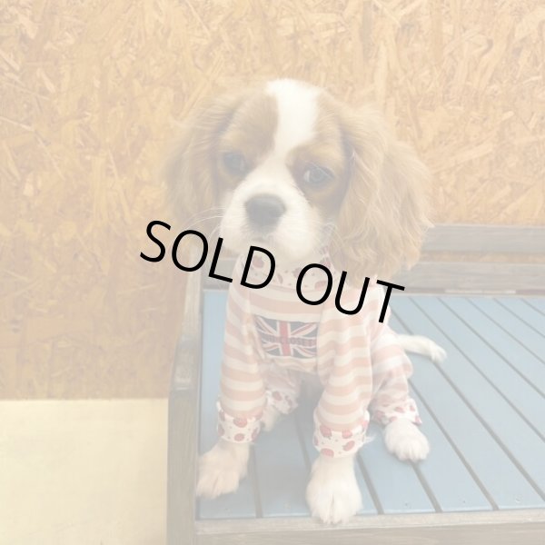 画像4:  10％OFF 【キャバスーツ LIMITED】いちごボーダー (4)