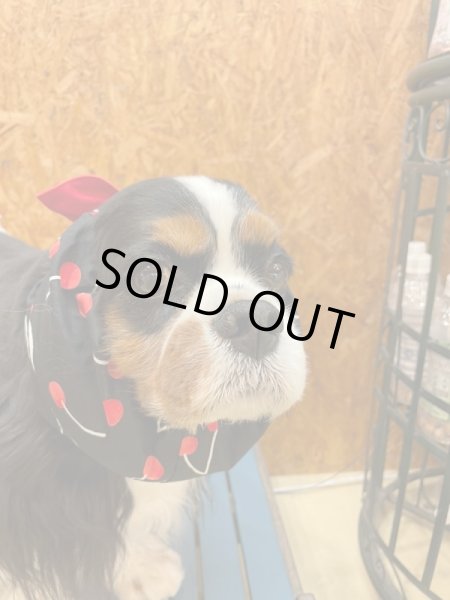 画像2: すあませいさくしょ☆チェリーなリボンスヌード (2)