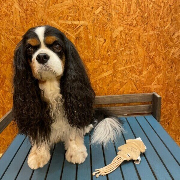 画像3:  【Jennyちゃんお気に入り】 イカの一夜干し (3)