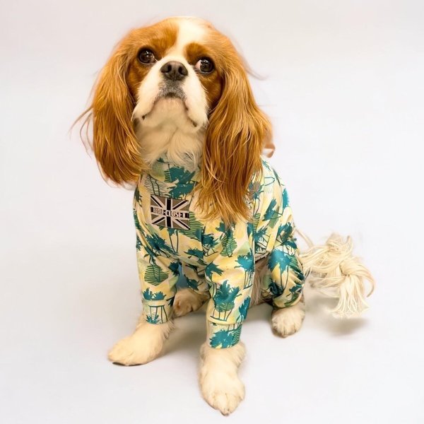 画像3:  10％OFF 【キャバスーツ LIMITED】Gin Lime (3)