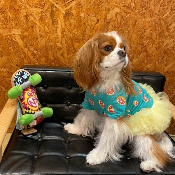 画像3:  【50％OFF】 プレイ９０ｓクラシックスケートボード (3)