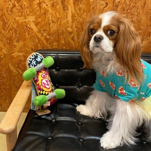 画像5:  【50％OFF】 プレイ９０ｓクラシックスケートボード (5)