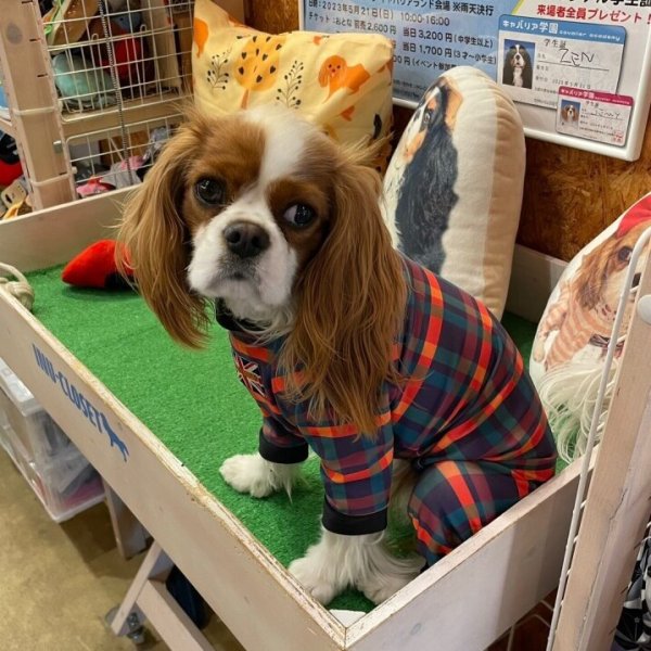 画像9:  10％OFF 【キャバスーツ LIMITED】BOOK END (9)