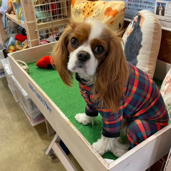 画像11:  10％OFF 【キャバスーツ LIMITED】BOOK END (11)