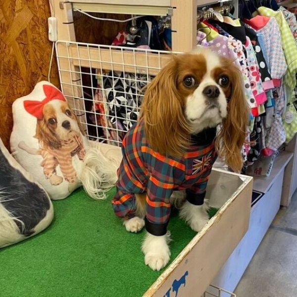 画像10:  10％OFF 【キャバスーツ LIMITED】BOOK END (10)