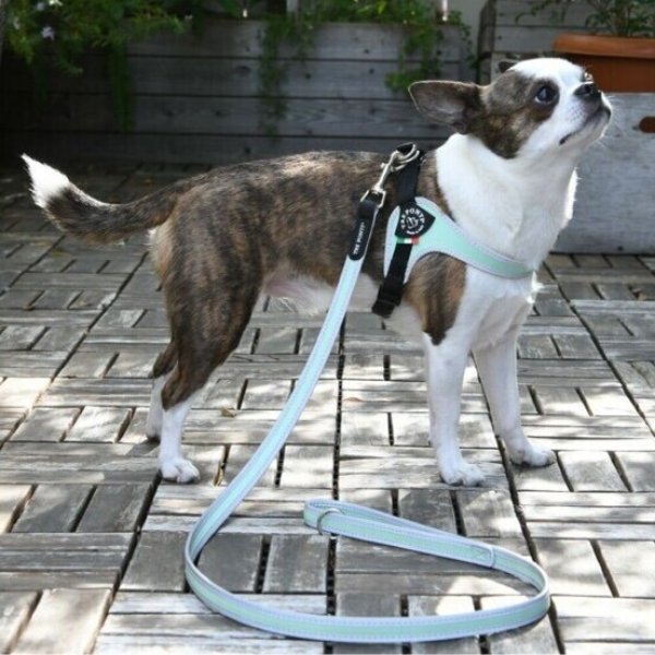 画像17: ハーネス【トレポンティ】Fibbia‐adjustable type REFLECTIVE【PASTEL】 (17)