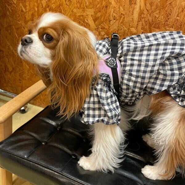 画像13: ハーネス【トレポンティ】Fibbia‐adjustable type REFLECTIVE【PASTEL】 (13)