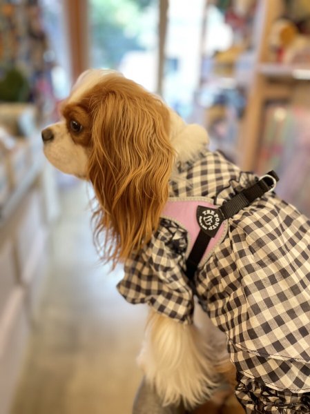 画像12: ハーネス【トレポンティ】Fibbia‐adjustable type REFLECTIVE【PASTEL】 (12)