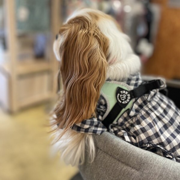 画像14: ハーネス【トレポンティ】Fibbia‐adjustable type REFLECTIVE【PASTEL】 (14)