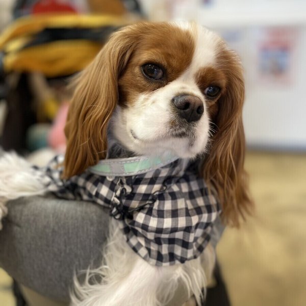 画像9: ハーネス【トレポンティ】Fibbia‐adjustable type REFLECTIVE【PASTEL】 (9)