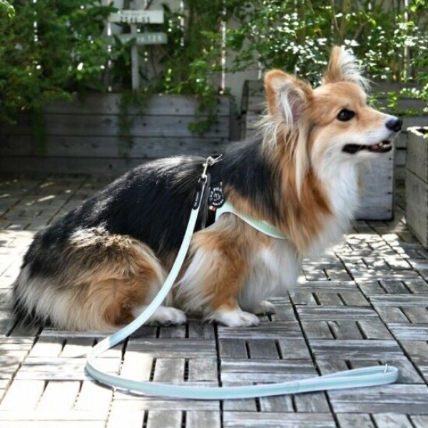 画像18: ハーネス【トレポンティ】Fibbia‐adjustable type REFLECTIVE【PASTEL】 (18)