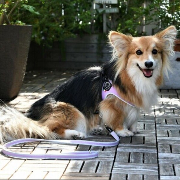 画像16: ハーネス【トレポンティ】Fibbia‐adjustable type REFLECTIVE【PASTEL】 (16)