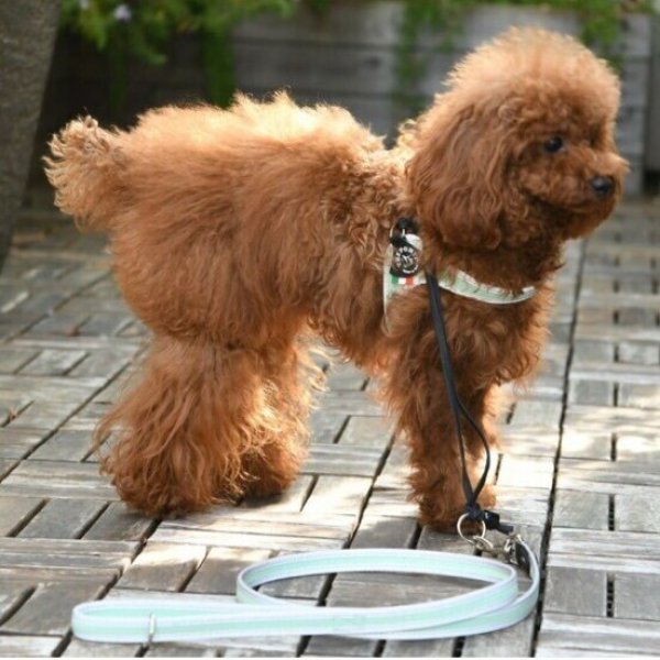 画像19: ハーネス【トレポンティ】Fibbia‐adjustable type REFLECTIVE【PASTEL】 (19)