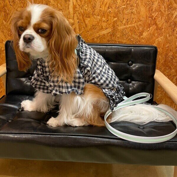 画像10: ハーネス【トレポンティ】Fibbia‐adjustable type REFLECTIVE【PASTEL】 (10)