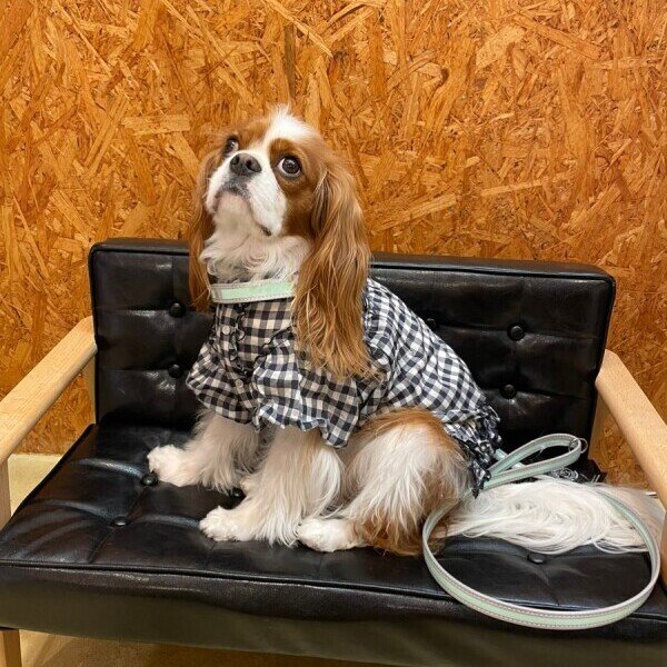 画像7: ハーネス【トレポンティ】Fibbia‐adjustable type REFLECTIVE【PASTEL】 (7)