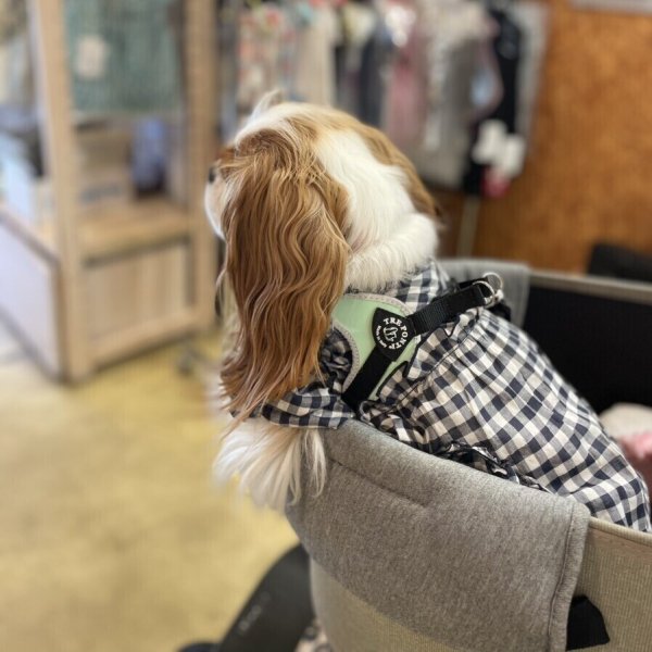 画像11: ハーネス【トレポンティ】Fibbia‐adjustable type REFLECTIVE【PASTEL】 (11)