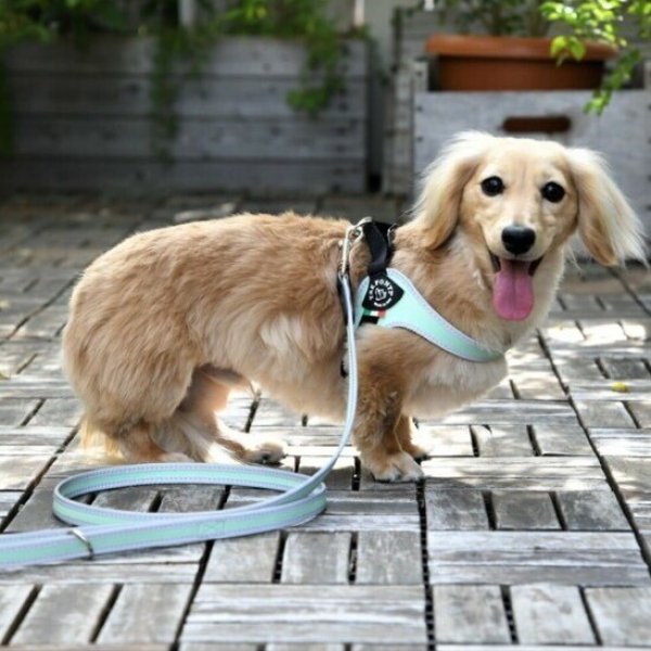 画像15: ハーネス【トレポンティ】Fibbia‐adjustable type REFLECTIVE【PASTEL】 (15)