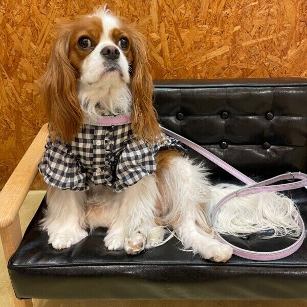 画像8: ハーネス【トレポンティ】Fibbia‐adjustable type REFLECTIVE【PASTEL】 (8)