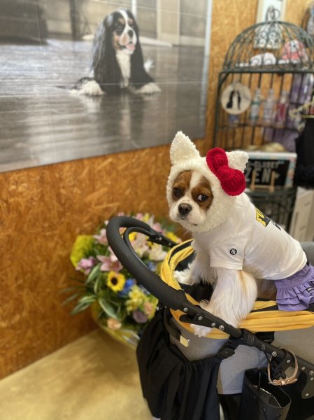 画像10: HELLO JENNY スヌード (10)