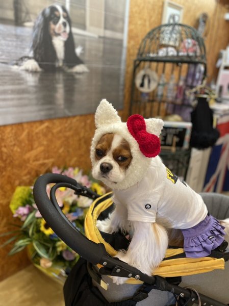 画像8: HELLO JENNY スヌード (8)