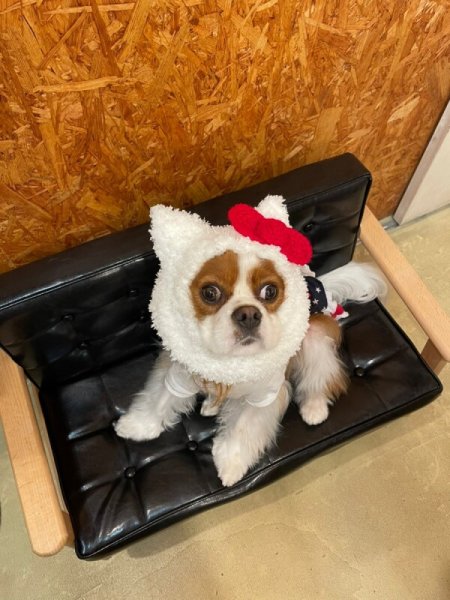 画像7: HELLO JENNY スヌード (7)