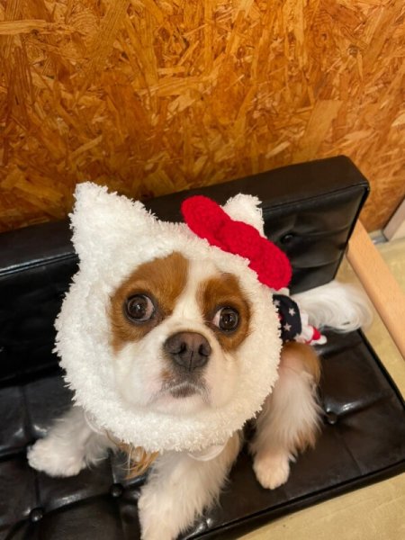 画像9: HELLO JENNY スヌード (9)