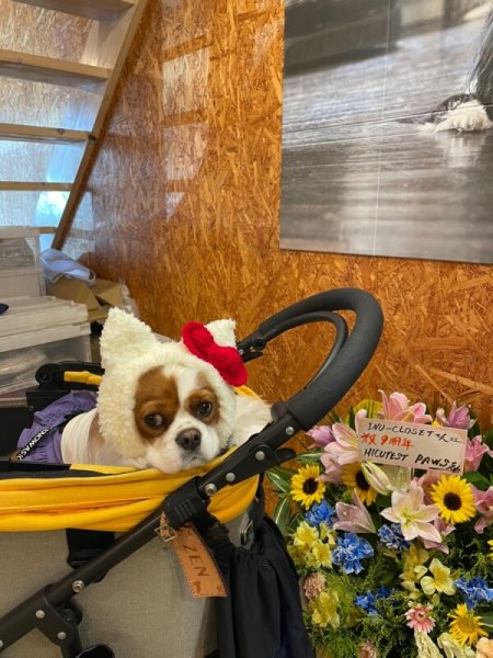 画像6: HELLO JENNY スヌード (6)