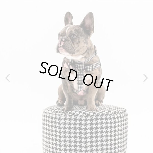 画像6: 【首輪】WOLF GANG /HoundsPink COLLAR (6)