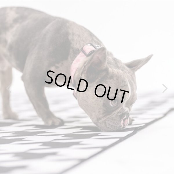 画像12: 【首輪】WOLF GANG /HoundsPink COLLAR (12)