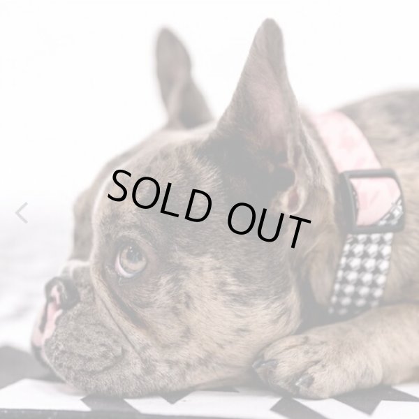 画像15: 【首輪】WOLF GANG /HoundsPink COLLAR (15)