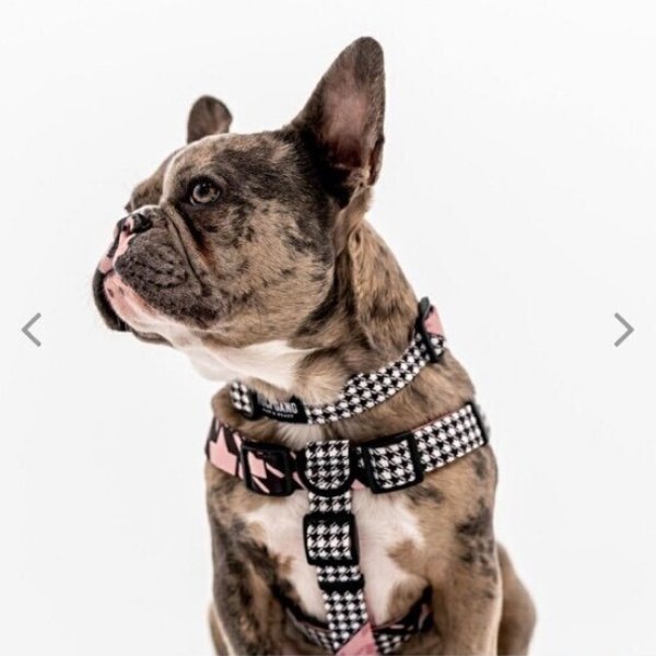 画像7: 【リード】WOLF GANG /HoundsPink LEASH (7)