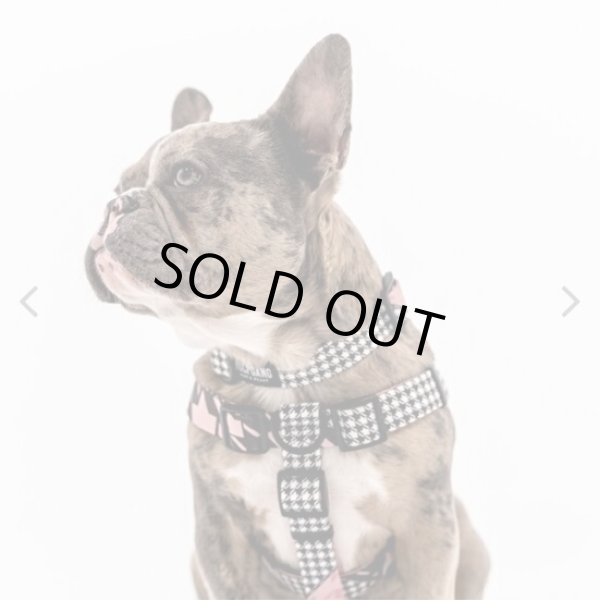 画像7: 【首輪】WOLF GANG /HoundsPink COLLAR (7)