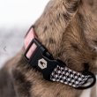 画像11: 【首輪】WOLF GANG /HoundsPink COLLAR (11)