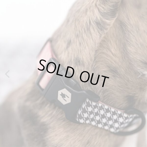 画像11: 【首輪】WOLF GANG /HoundsPink COLLAR (11)