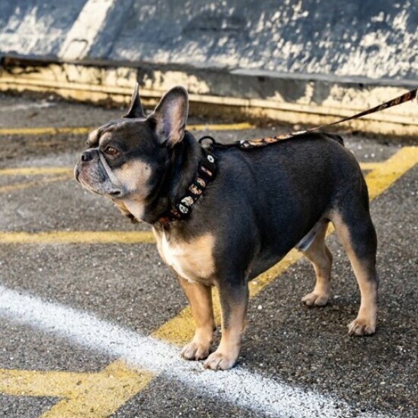 画像7: 【首輪】WOLF GANG /MugShot COLLAR (7)