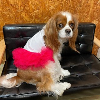 週末セール♡いぬたび XS 2セット SALE - INU－CLOSET