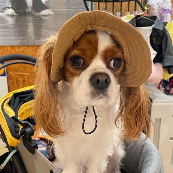 画像9: イヌクロ刺繍ハット (9)