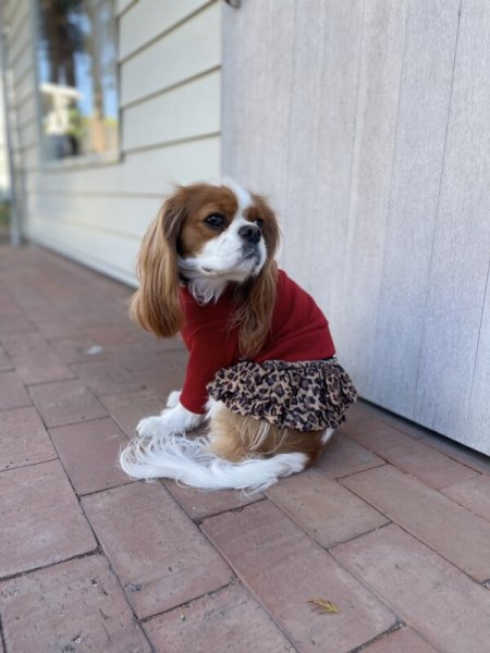 画像6:  SALE30%OFF インナーチュチュ (6)