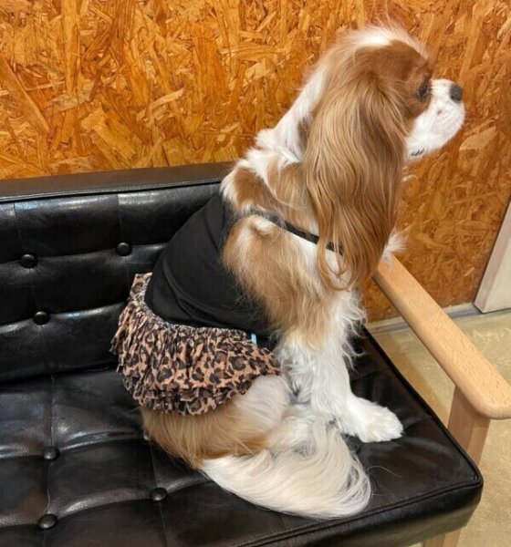 画像4:  SALE30%OFF インナーチュチュ (4)