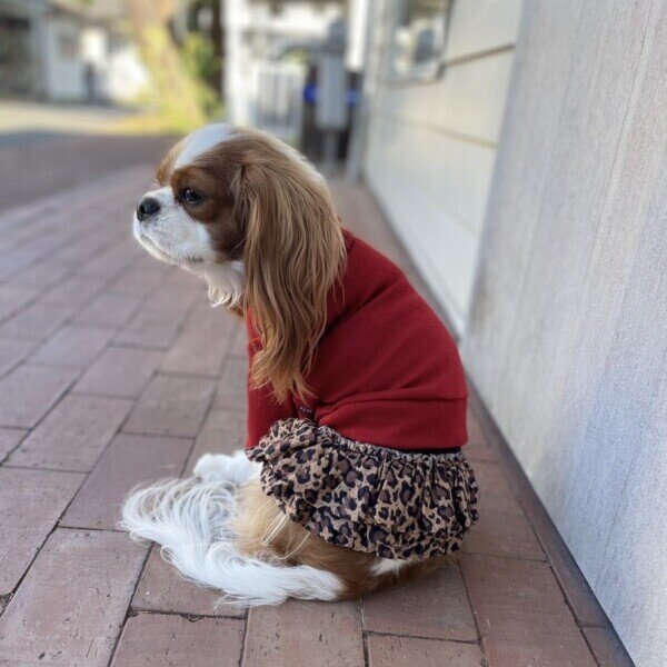 画像5:  SALE30%OFF インナーチュチュ (5)