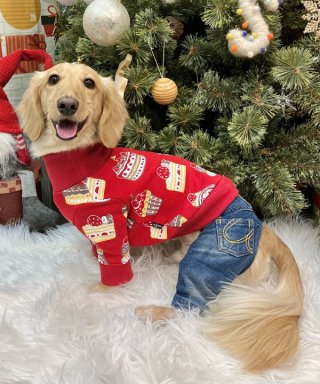 ●as know as dewan ロゴボトムスフリルスカート スカート | アズノゥアズ レディース服のファッション通販サイト