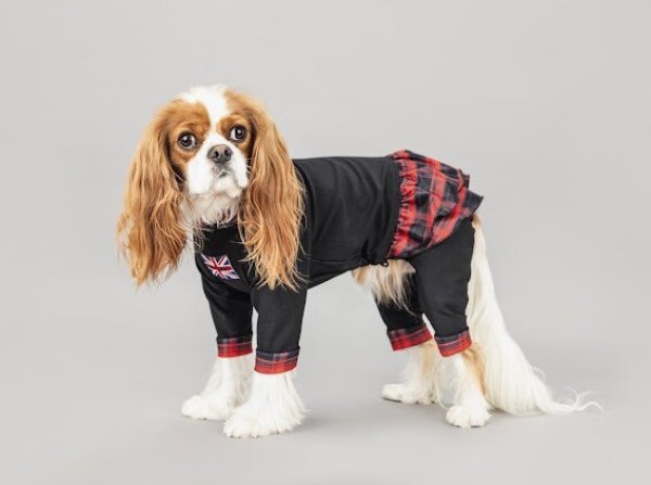 画像5:  3月新作 【キャバスーツ FRILL】キャロルチェック (5)